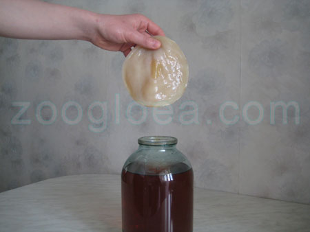 Погружаем Чайный гриб в приготовленный раствор