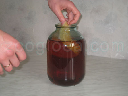 Immerse the Kombucha in the prepared solution2