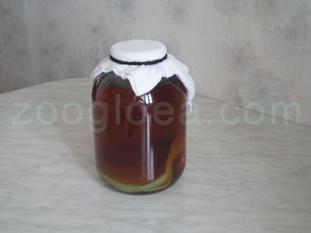Cover to jar with the Kombucha a gauze