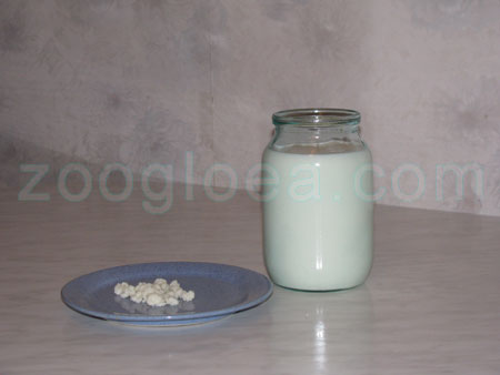 Milk and The Tibetan milk mushroom