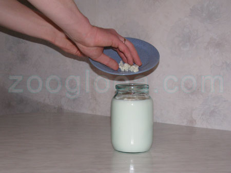 Молочный гриб аккуратно помещаем в банку с молоком